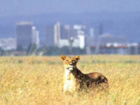 Photo of Nairobi